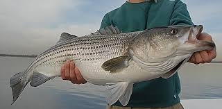 best time for striper fishing in Texas, Lake Texoma 