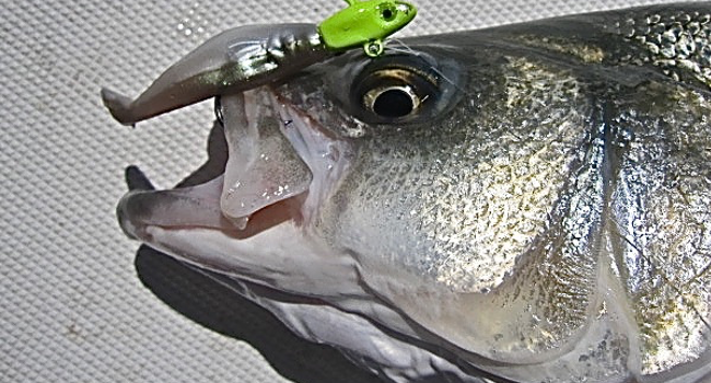 best bait to use for striped bass off 50% 
