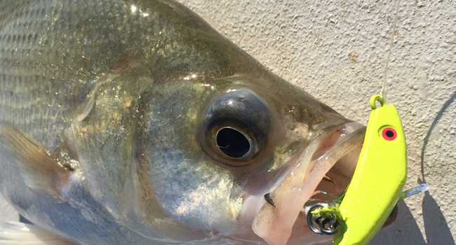 How to catch Striper, Lake Texoma Striper Fishing