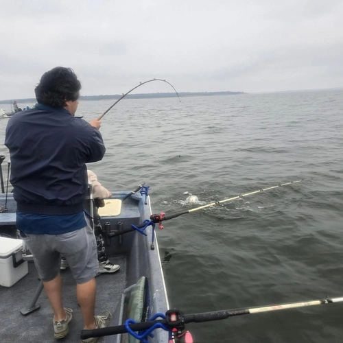 Best Time to Catch Striped Bass on Lake Texoma