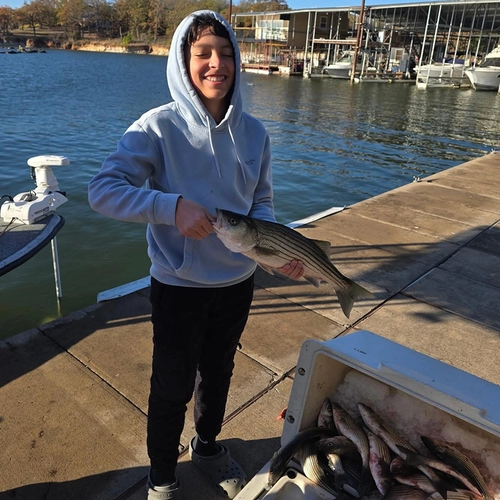 Best time to catch Striped Bass on Lake Texoma