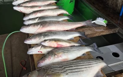 What to Expect on a Guided Fishing Trip at Lake Texoma