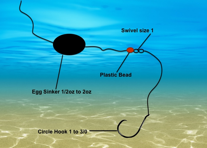 Live Bait Rig for Striped Bass on Lake Texoma