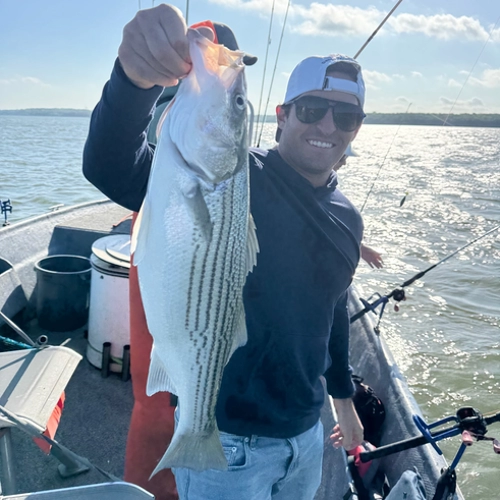 Lake Texoma striped bass caught April 2026 on live bait Buckley Striper Guide Service