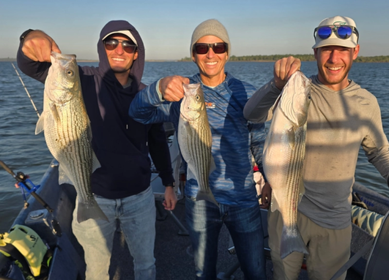 Lake Texoma striper fishing report April 2026 with three anglers holding striped bass caught on live bait with Buckley Striper Guide Service