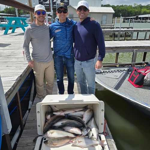 Lake Texoma striper limit catch April 2026 cooler full of striped bass Buckley guide trip
